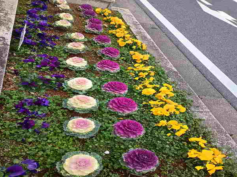 画像を挿入してください